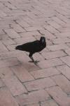 <img100*0:stuff/z/73640/animal%2520reference/i1257142199_2.jpg>