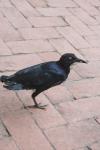 <img100*0:stuff/z/73640/animal%2520reference/i1257142199_3.jpg>