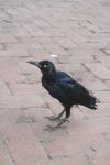 <img100*0:stuff/z/73640/animal%2520reference/i1257142200_10.jpg>