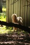 <img100*0:stuff/z/73640/animal%2520reference/i1257142200_11.jpg>