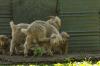 <img100*0:stuff/z/73640/animal%2520reference/i1257142200_12.jpg>