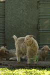 <img100*0:stuff/z/73640/animal%2520reference/i1257142200_13.jpg>