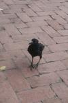 <img100*0:stuff/z/73640/animal%2520reference/i1257142200_14.jpg>