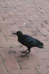 <img100*0:stuff/z/73640/animal%2520reference/i1257142200_15.jpg>