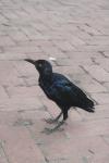 <img100*0:stuff/z/73640/animal%2520reference/i1257142200_16.jpg>