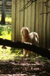 <img100*0:stuff/z/73640/animal%2520reference/i1257142200_17.jpg>