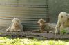 <img100*0:stuff/z/73640/animal%2520reference/i1257142200_18.jpg>