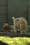 <img100*0:stuff/z/73640/animal%2520reference/i1257142200_19.jpg>