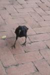 <img100*0:stuff/z/73640/animal%2520reference/i1257142200_20.jpg>