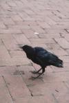 <img100*0:stuff/z/73640/animal%2520reference/i1257142200_21.jpg>