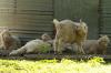 <img100*0:stuff/z/73640/animal%2520reference/i1257142200_22.jpg>
