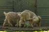 <img100*0:stuff/z/73640/animal%2520reference/i1257142200_23.jpg>