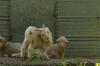 <img100*0:stuff/z/73640/animal%2520reference/i1257142200_24.jpg>