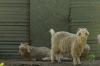 <img100*0:stuff/z/73640/animal%2520reference/i1257142200_25.jpg>