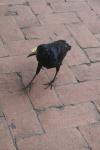 <img100*0:stuff/z/73640/animal%2520reference/i1257142200_26.jpg>