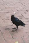 <img100*0:stuff/z/73640/animal%2520reference/i1257142200_27.jpg>