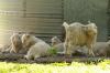 <img100*0:stuff/z/73640/animal%2520reference/i1257142200_28.jpg>