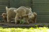 <img100*0:stuff/z/73640/animal%2520reference/i1257142200_29.jpg>