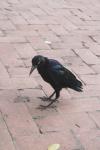 <img100*0:stuff/z/73640/animal%2520reference/i1257142200_4.jpg>