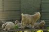 <img100*0:stuff/z/73640/animal%2520reference/i1257142200_5.jpg>
