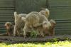 <img100*0:stuff/z/73640/animal%2520reference/i1257142200_6.jpg>