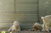 <img100*0:stuff/z/73640/animal%2520reference/i1257142200_7.jpg>