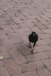<img100*0:stuff/z/73640/animal%2520reference/i1257142200_8.jpg>