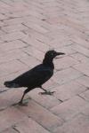 <img100*0:stuff/z/73640/animal%2520reference/i1257142200_9.jpg>