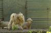 <img100*0:stuff/z/73640/animal%2520reference/i1257142201_30.jpg>