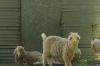 <img100*0:stuff/z/73640/animal%2520reference/i1257142201_31.jpg>