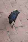 <img100*0:stuff/z/73640/animal%2520reference/i1257142201_32.jpg>