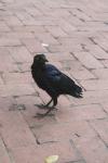 <img100*0:stuff/z/73640/animal%2520reference/i1257142201_33.jpg>