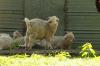 <img100*0:stuff/z/73640/animal%2520reference/i1257142201_34.jpg>