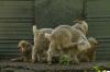 <img100*0:stuff/z/73640/animal%2520reference/i1257142201_35.jpg>