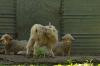 <img100*0:stuff/z/73640/animal%2520reference/i1257142201_36.jpg>