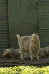 <img100*0:stuff/z/73640/animal%2520reference/i1257142201_37.jpg>