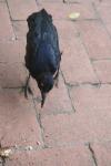 <img100*0:stuff/z/73640/animal%2520reference/i1257142201_38.jpg>