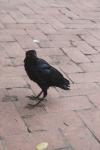 <img100*0:stuff/z/73640/animal%2520reference/i1257142201_39.jpg>