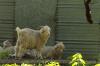 <img100*0:stuff/z/73640/animal%2520reference/i1257142201_40.jpg>