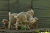 <img100*0:stuff/z/73640/animal%2520reference/i1257142201_41.jpg>