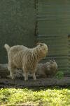 <img100*0:stuff/z/73640/animal%2520reference/i1257142747_1.jpg>