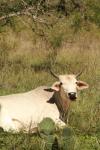 <img100*0:stuff/z/73640/animal%2520reference/i1257142747_2.jpg>