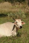<img100*0:stuff/z/73640/animal%2520reference/i1257142747_3.jpg>