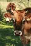<img100*0:stuff/z/73640/animal%2520reference/i1257142747_4.jpg>