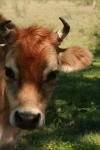 <img100*0:stuff/z/73640/animal%2520reference/i1257142747_5.jpg>