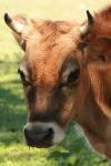 <img100*0:stuff/z/73640/animal%2520reference/i1257142747_6.jpg>