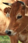 <img100*0:stuff/z/73640/animal%2520reference/i1257142747_7.jpg>