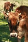 <img100*0:stuff/z/73640/animal%2520reference/i1257142748_10.jpg>