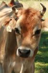 <img100*0:stuff/z/73640/animal%2520reference/i1257142748_11.jpg>