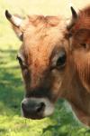 <img100*0:stuff/z/73640/animal%2520reference/i1257142748_12.jpg>